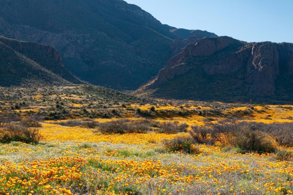 franklin mountain poppies franklin mountain poppies